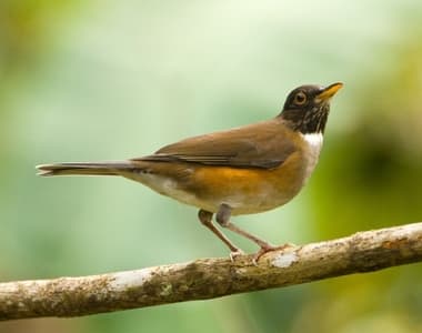 Foto de Sabiá Coleira (Turdus albicollis)