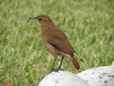 Foto de Sabiá da Mata (Turdus fumigatus)