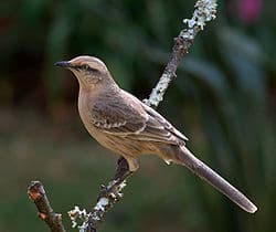 Foto de Sabiá do Campo (Mimus saturninus)
