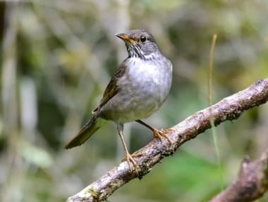 Foto de Sabiá Ferreiro (Turdus subalaris)
