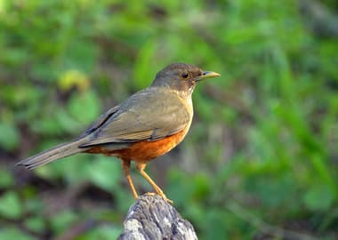 Foto de Sabiá Laranjeira (Turdus rufiventris)