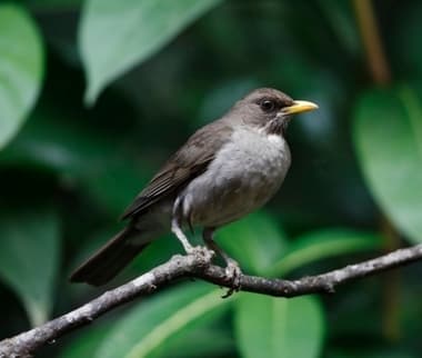 Foto de Sabiá Poca (Turdus amaurochalinus)