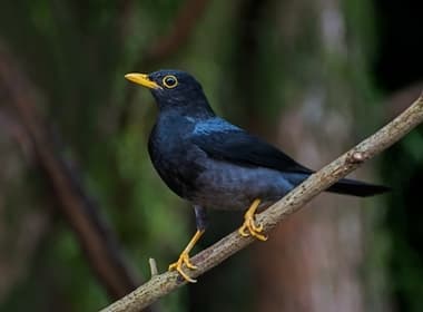 Foto de Sabiá Preta (Turdus flavipes)