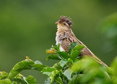 Foto de Saci (Tapera naevia)