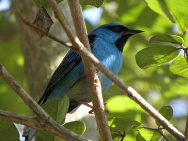 Foto de Saí Azul (Dacnis cayana)