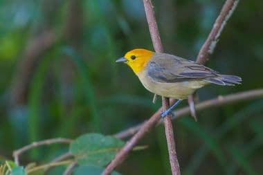 Foto de Saí Canário (Dacnis nigrirostris)