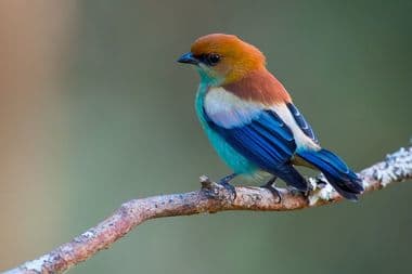 Foto de Saíra Preciosa (Tangara preciosa)