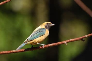 Foto de Saíra Amarela (Stilpnia cayana)