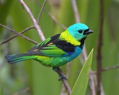 Foto de Saíra-sete-cores (Tangara seledon)