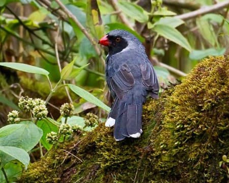 Foto de Saltador Chusquero (Saltator cinctus)