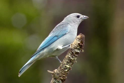 Foto de Sanhaço Cinzento (Thraupis sayaca)