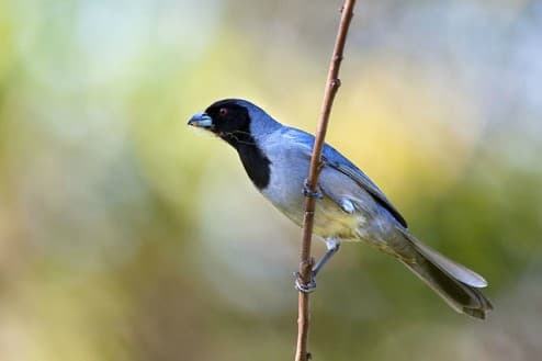Foto de Sanhaço Coleira (Schistochlamys ruficapillus)