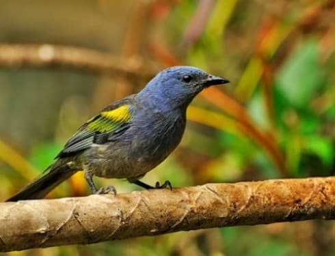 Foto de Sanhaço Amarelo (Tangara cayana)