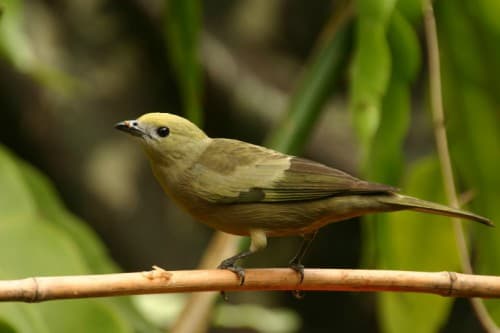 Foto de Sanhaço Coqueiro (Thraupis palmarum)