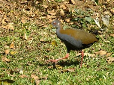 Foto de Saracura-do-Mato (Aramides saracura)