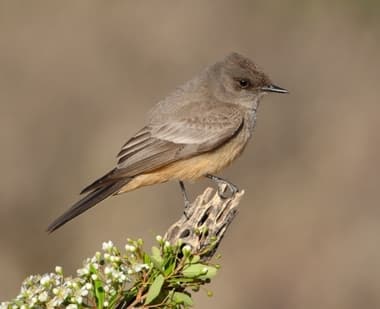 Foto de Says Phoebe (Sayornis saya)