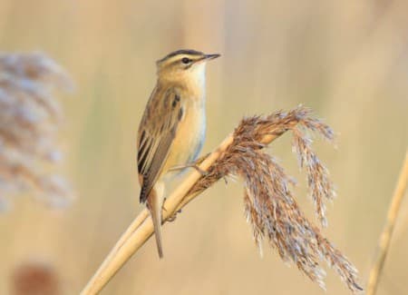 Foto de Sedge Warbler (Acrocephalus schoenobaenus)