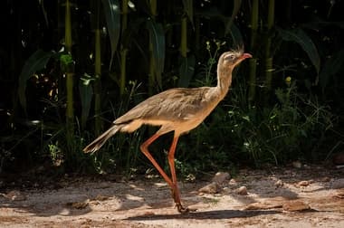 Foto de Seriema (Cariama cristata)