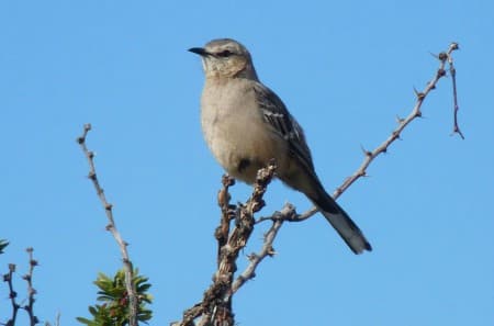 Foto de Sinsonte Patagón (Mimus patagonicus)