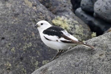 Foto de Snow Bunting (Plectrophenax nivalis)