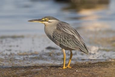Foto de Socozinho (Butorides striata)