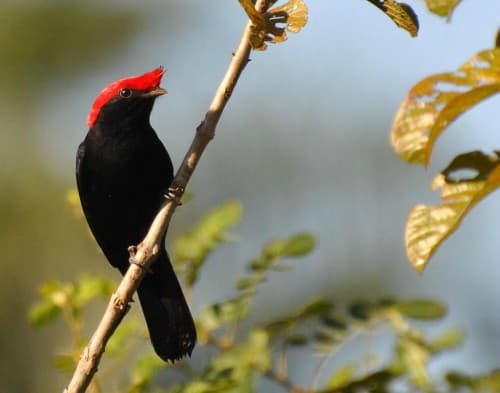 Foto de Soldadinho (Antilophia galeata)