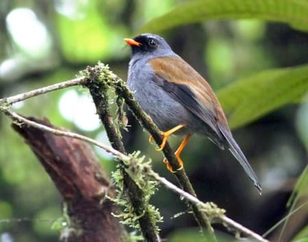 Foto de Solitario Variado (Myadestes coloratus)