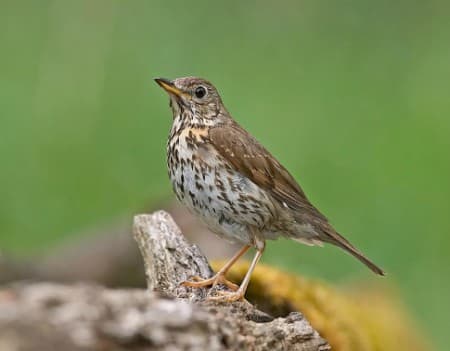 Foto de Song Thrush (Turdus philomelos)