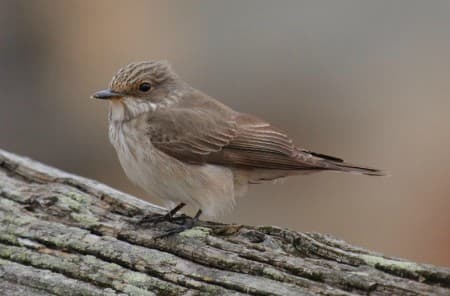 Foto de Spotted Flycatcher (Muscicapa striata)