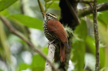 Foto de Subepalo Perlado (Margarornis squamiger)