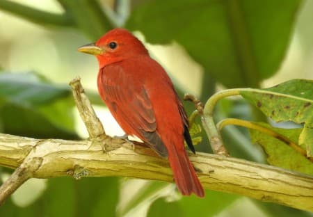 Foto de Summer Tanager (Piranga rubra)