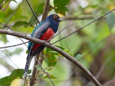 Foto de Surucuá-de-Barriga-Vermelha (Trogon curucui)