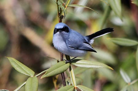 Foto de Tacuarita Azul (Polioptila dumicola)