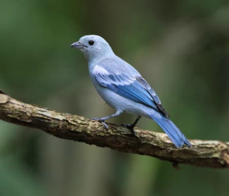 Foto de Tángara Azulada (Tangara johannae)