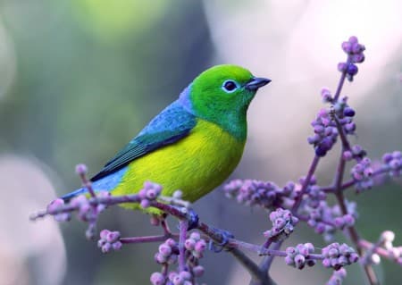 Foto de Bonito-do-Campo (Embernagra longicauda)
