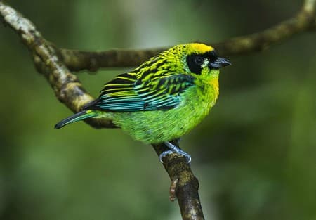 Foto de Tangará Carinegra (Tangara nigrocincta)
