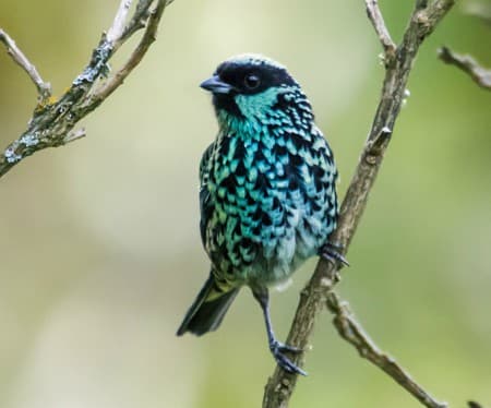 Foto de Tangara de Lentejuelas (Tangara nigroviridis)