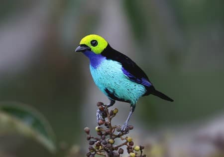 Foto de Tangara del Paraíso (Tangara chilensis)