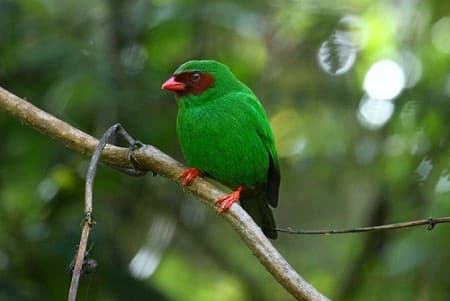 Foto de Tangara Lorito (Tangara gyroloides)