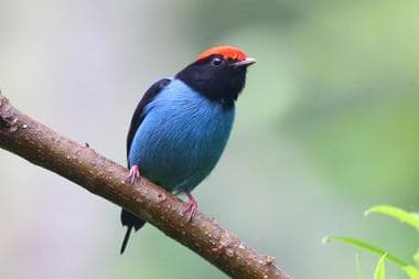 Foto de Tangará (Chiroxiphia caudata)
