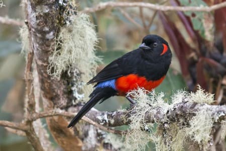 Foto de Tangara Ventriescarlata (Tangara parzudakii)