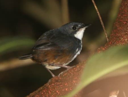 Foto de Tapaculo de Perijá (Scytalopus perijanus)