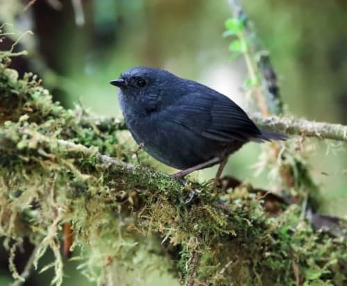Foto de Tapaculo de Stiles (Scytalopus stilesi)