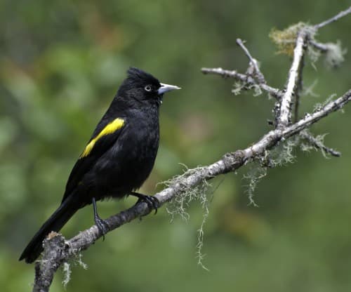 Foto de Tecelão (Amblyramphus holosericeus)