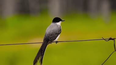 Foto de Tesourinha (Tyrannus savana)