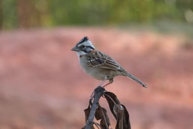 Foto de Tico-Tico (Zonotrichia capensis)