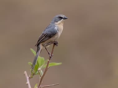 Foto de Tico-Tico do Banhado (Donacospiza albifrons)
