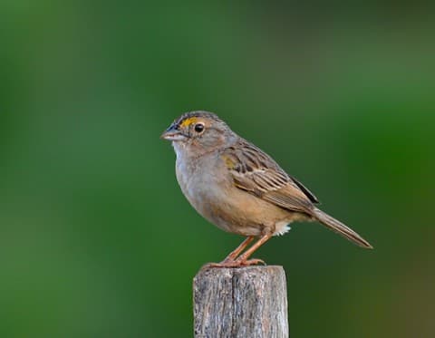 Foto de Tico-Tico do Campo (Ammodramus humeralis)