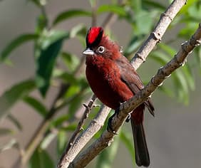 Foto de Tico-Tico Rei (Coryphospingus pileatus)