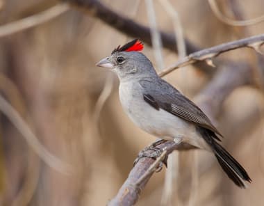 Foto de Tico-Tico Rei Cinza (Coryphospingus cucullatus)